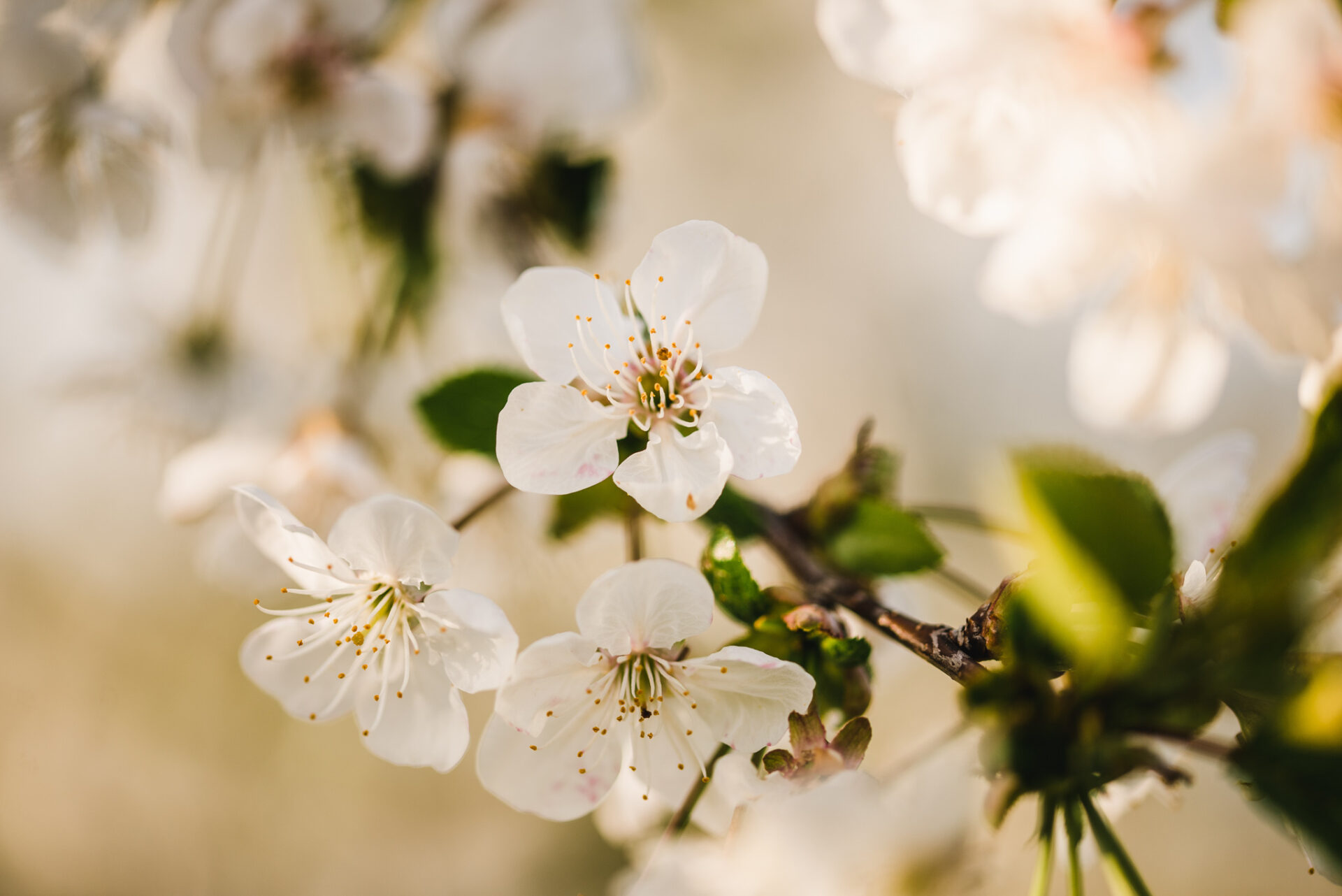 Wiosenna sesja zdjęciowa <3 4 wiosenna sesja zdjęciowa